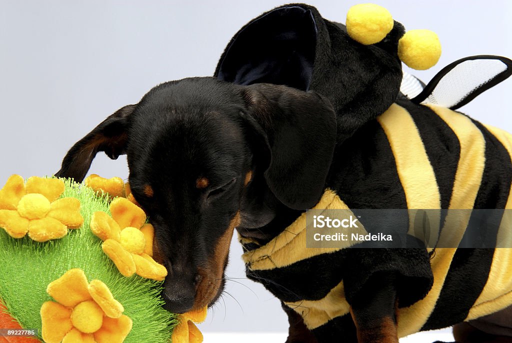 Bassotto cucciolo Mordere Vaso da fiori - Foto stock royalty-free di Abbigliamento