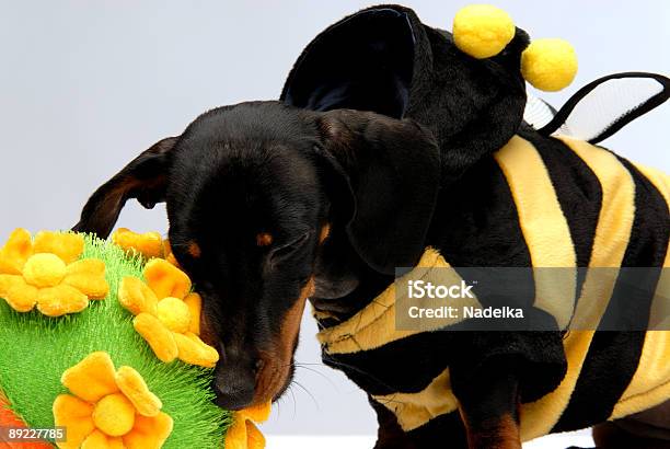 Bassotto Cucciolo Mordere Vaso Da Fiori - Fotografie stock e altre immagini di Abbigliamento - Abbigliamento, Animale, Animale domestico