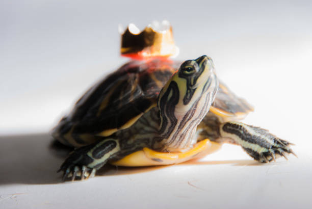 istock Turtle with a crown fairy tale fantasy 892278094