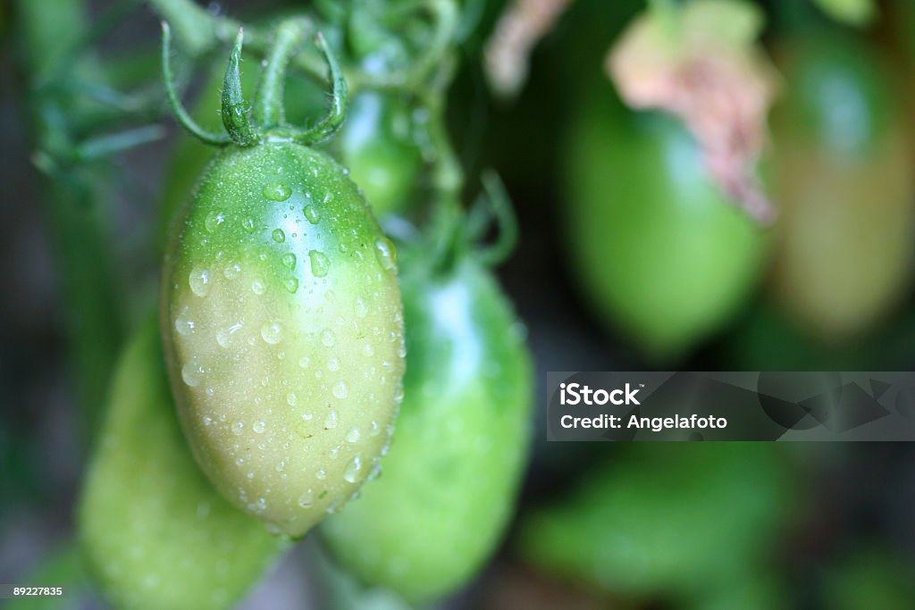 Wet Pomodoro verde - Foto stock royalty-free di Acqua