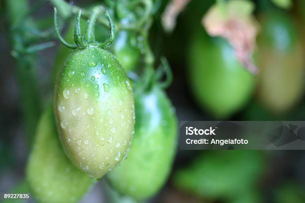 Foto de Wet De Tomate Verde e mais fotos de stock de Agricultura - Agricultura, Alimentação Saudável, Canteiro de Flores