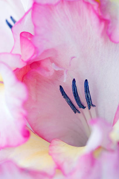 cerca de un rosa gladiolo - gladiolus single flower isolated tropical climate fotografías e imágenes de stock
