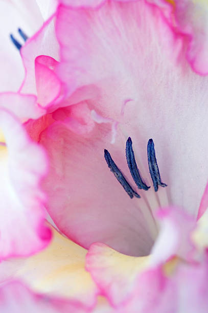 primo piano di un rosa gladiolo - gladiolus single flower isolated tropical climate foto e immagini stock