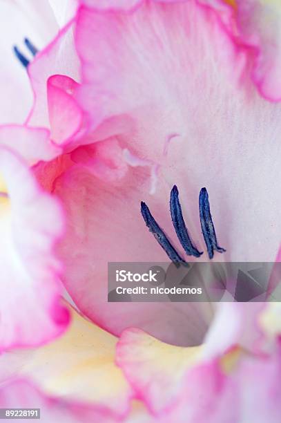 Primo Piano Di Un Rosa Gladiolo - Fotografie stock e altre immagini di Bellezza - Bellezza, Bellezza naturale, Botanica