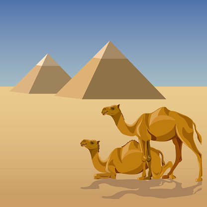 Camels and pyramids