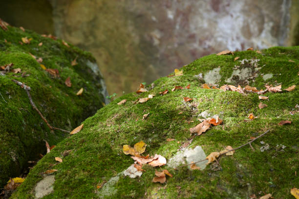 istock Green moss with yellow leaves on rocks 892282152