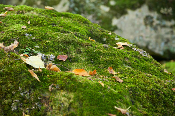 istock Green moss with yellow leaves 892282182