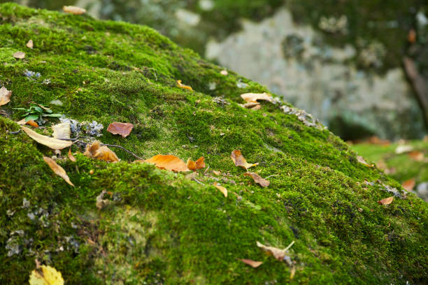 istock Green moss with yellow leaves 892282200