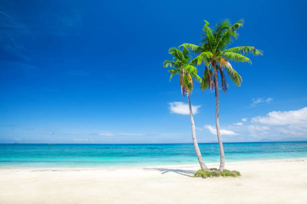 istock beach and tropical sea 892286238