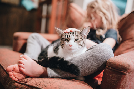 A cute cat snuggles up for a nap in a girls lap, the child petting the feline.  Shot in a home living room.