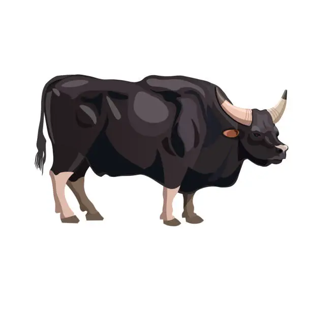 Vector illustration of Gayal bull vector