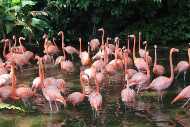 istock Caribbean flamingo standing in water 892289048