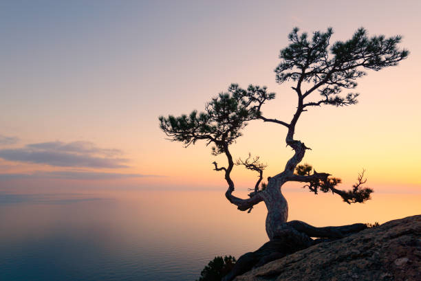istock Alone tree on the edge of the cliff 892289330