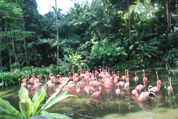 Caribbean flamingo standing in water with reflection and  hide in the shade, Singapore location.