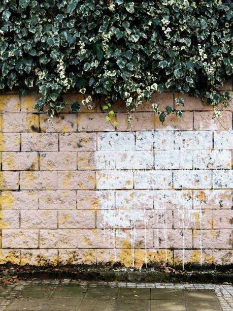 istock backgrounds, wallpaper,wall, street, plant,dye,Textured 892293990