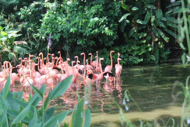 istock Caribbean flamingo standing in water 892294096
