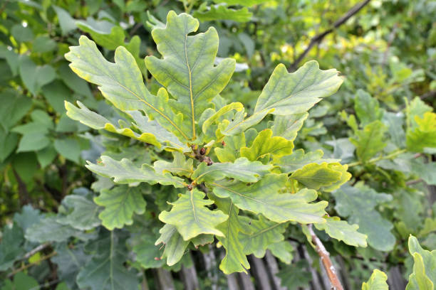 istock The oak branch with green leaves 892294446
