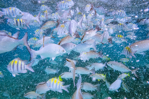 School of fish feeding in Caribbean Sea - Belize Barrier Reef / Ambergris Caye