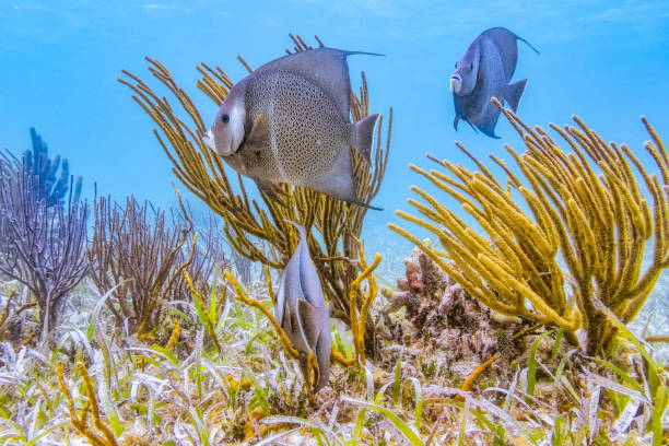 vida marinha de hol chan marine reserve com peixe anjo francês no mar do caribe - belize barrier reef / ambergris caye - beauty in nature coral angelfish fish - fotografias e filmes do acervo