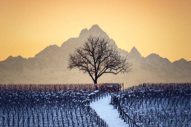 Sunset in winter over the hills of Barolo (Langhe, Piedmont, Italy) with snow in the vineyards stock photo