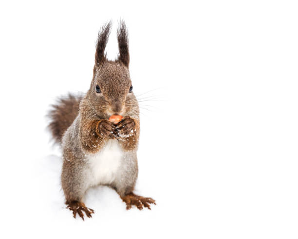 istock fluffy red squirrel standing on snow and eating nut 892299812