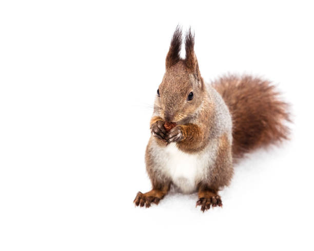 istock red squirrel eating nut in winter snowy forest 892300088