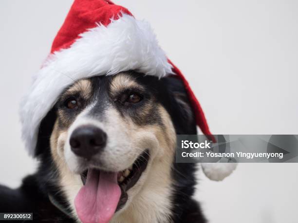 An Cute Adorable Dog Wearing Santa Hat For Being Santa Claus During Christmas Holidays An Isolated Dog On White Background With Copy Space This Dog Looks So Happy With Her Smile Stock Photo - Download Image Now