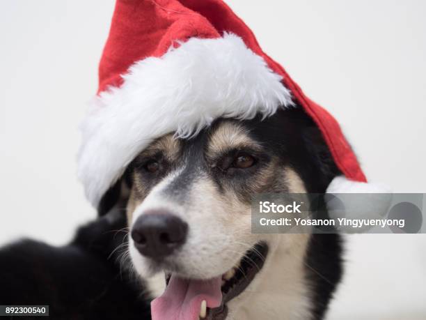 An Cute Adorable Dog Wearing Santa Hat For Being Santa Claus During Christmas Holidays An Isolated Dog On White Background With Copy Space This Dog Looks So Happy With Her Smile Stock Photo - Download Image Now