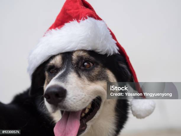 An Cute Adorable Dog Wearing Santa Hat For Being Santa Claus During Christmas Holidays An Isolated Dog On White Background With Copy Space This Dog Looks So Curious With Her Eyes Stock Photo - Download Image Now