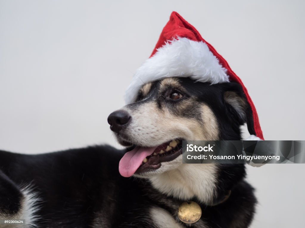 The Santa Claus dog is curious with something she heard.  Anyway, she is still happy with from her looking and her smiling mouth. Animal Stock Photo