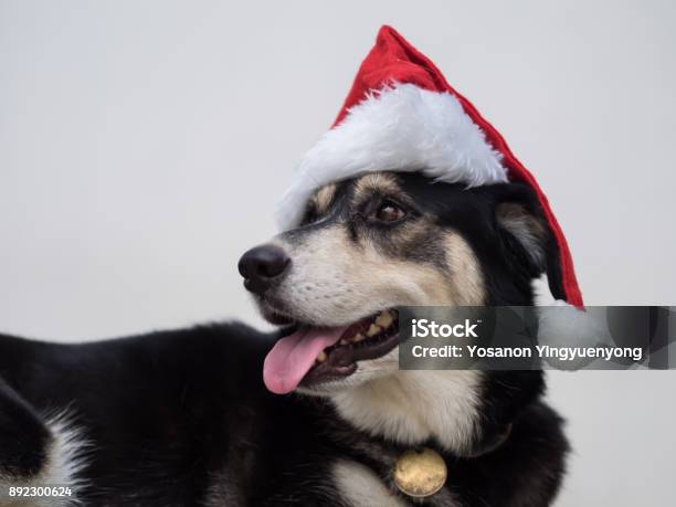 The Santa Claus Dog Is Curious With Something She Heard Anyway She Is Still Happy With From Her Looking And Her Smiling Mouth Stock Photo - Download Image Now