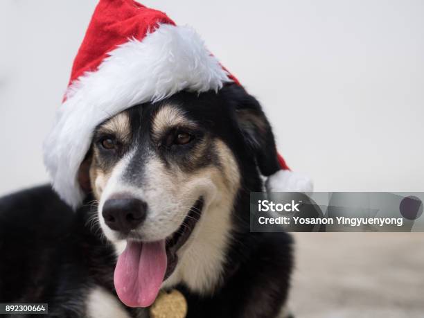 An Cute Adorable Dog Wearing Santa Hat For Being Santa Claus During Christmas Holidays An Isolated Dog On White Background With Copy Space This Dog Looks So Happy With Her Smile Stock Photo - Download Image Now