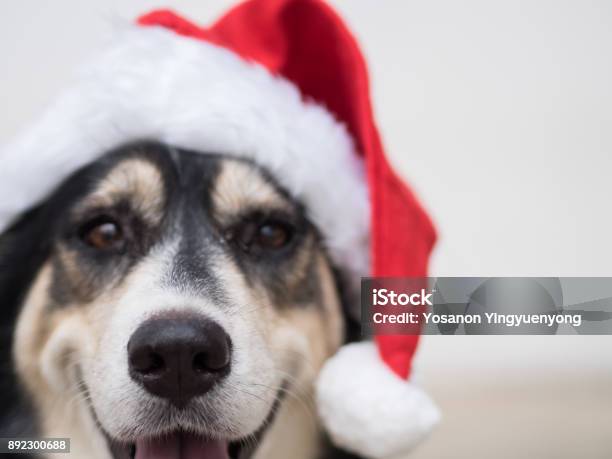 The Selective Focus On A Nose Of The Cute Dog With The Red Santa Claus Hat This Dog Is Kind Of Happy With Her Smile During Christmas Time Stock Photo - Download Image Now