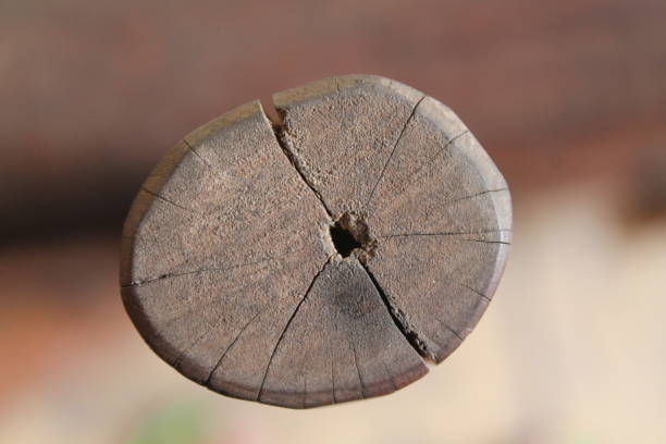 Cross section of tree trunk showing growth rings on white background. wood texture