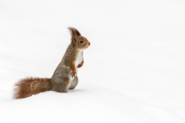 istock young red squirrel searching for food in snowy winter forest 892300764
