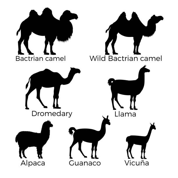 zestaw camelidae - camel animal dromedary camel desert stock illustrations