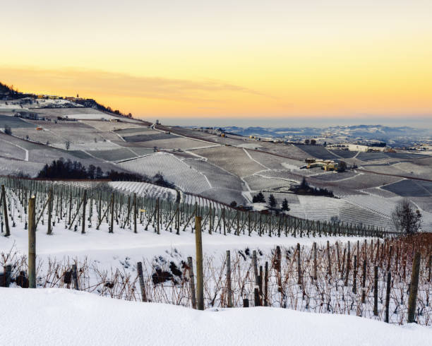 Vineyards of Barolo in the hills of Langhe, (Piedmont, Italy) at sunset with snow Vineyards of Barolo in the hills of Langhe, (Piedmont, Italy) at sunset. Countryside and rows covered by the snows of december langhe photos stock pictures, royalty-free photos & images