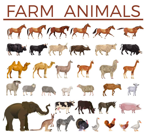 illustrazioni stock, clip art, cartoni animati e icone di tendenza di vettore animali da fattoria - farm animal cartoon cow