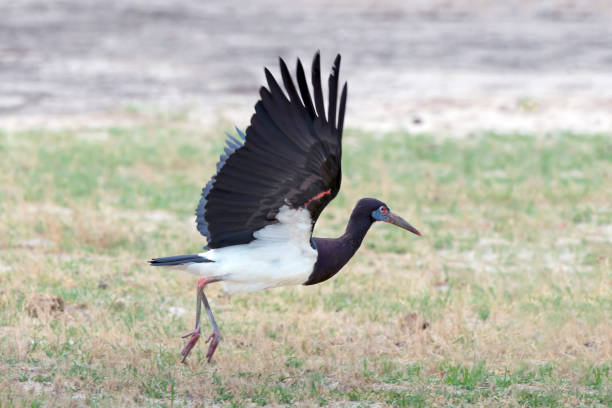 istock Flying Abdim's Stork in Hwange National Park, Zimbabwe 892313186