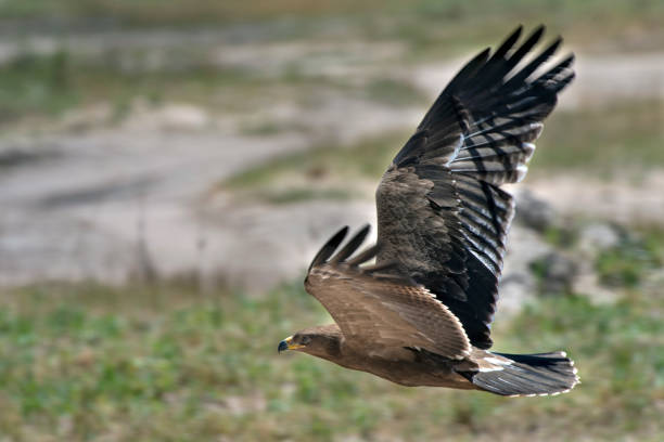 istock Lesser Spotted Eagle in Hwange National Park, Zimbabwe 892313208