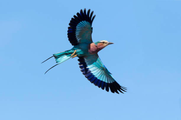 Lilac-breasted Roller in Hwange National Park, Zimbabwe Lilac-breasted Roller (Caracas caudatus) flying in Hwange National Park, Zimbabwe. lilac breasted roller stock pictures, royalty-free photos & images