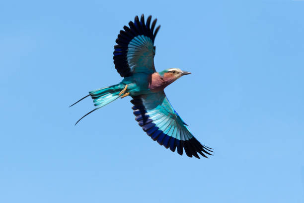 ролик с сиренью в национальном парке хванге, зимбабве - hwange national park стоковые фото и изображения