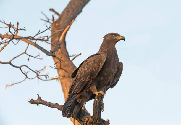 Steppe Eagle in Hwange National Park, Zimbabwe Steppe Eagle (Aquila nipalensis) in Hwange National Park, Zimbabwe steppe eagle aquila nipalensis stock pictures, royalty-free photos & images