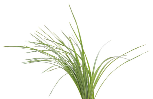 Bush of green sedges. Bush of green sedges isolated on a white background. sedge stock pictures, royalty-free photos & images