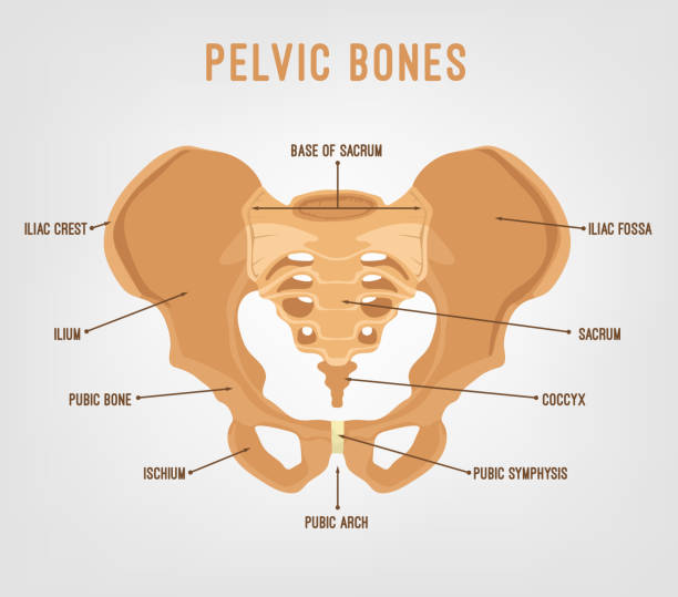изображение человеческого таза - ischium stock illustrations
