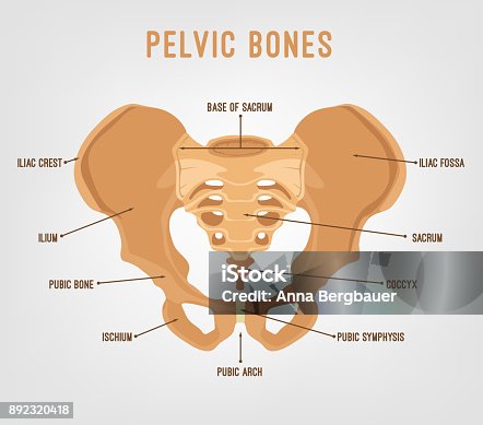 190+ Pubic Symphysis Stock Photos, Pictures & Royalty-Free Images - iStock