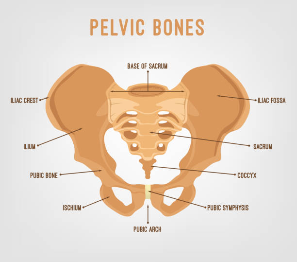 Human Pelvis Image Human male anatomy scheme. Main pelvic bones - sacrum, ilium, coccyx, pubis, ischium. Vector illustration isolated on a white background. hip body part stock illustrations