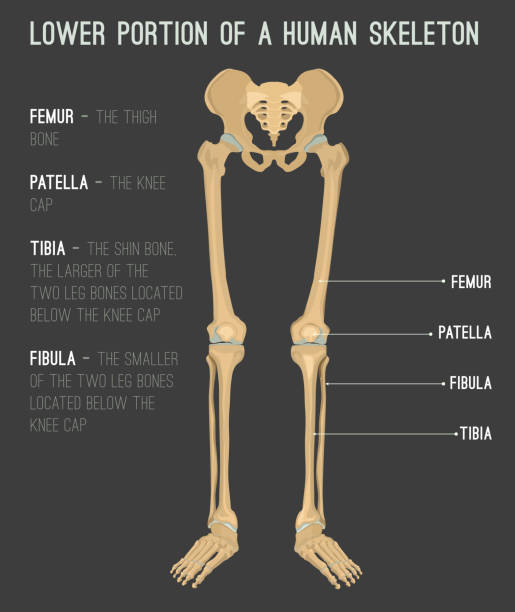 illustrations, cliparts, dessins animés et icônes de os de la jambe humaine - hip femur ilium pelvis