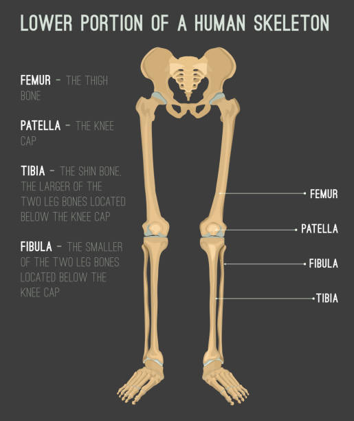 ilustrações, clipart, desenhos animados e ícones de perna humana bones - hip femur ilium pelvis