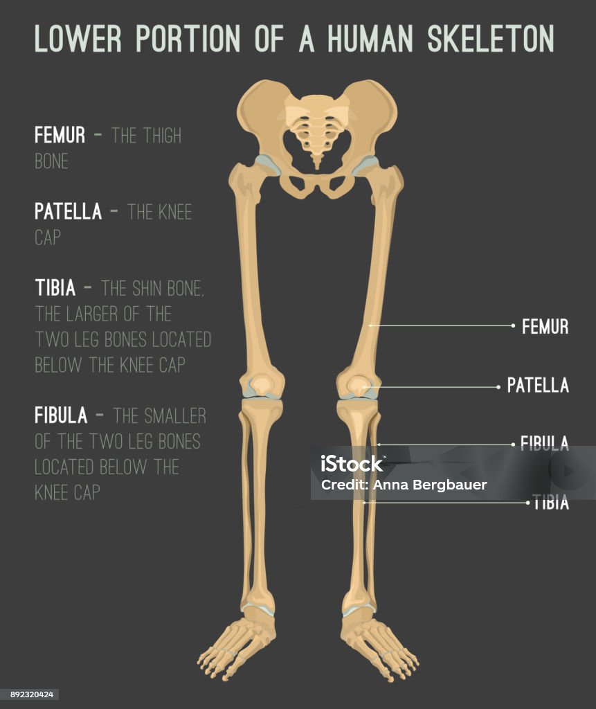 Xương Chân Người Hình minh họa Sẵn có - Tải xuống Hình ảnh Ngay ...